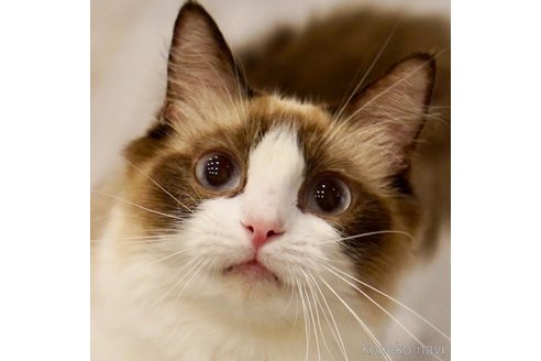 あずきちゃん1枚目